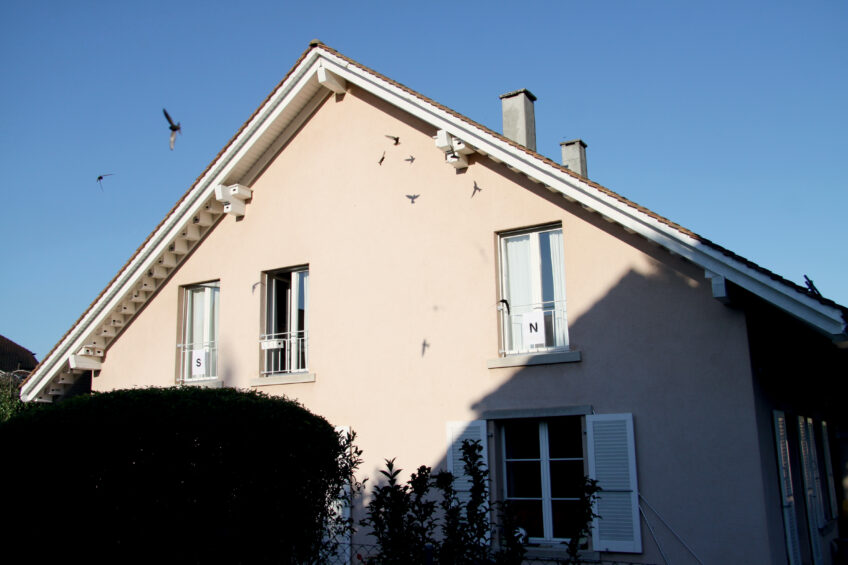 La maison de Bernard Genton à Féchy (VD), tapissée de nichoirs à martinets noirs. Rien qu’en 2020, ce passionné a effectué 617 heures d’observations de sa colonie ! Martinets noirs: 7 conseils pour les accueillir chez soi