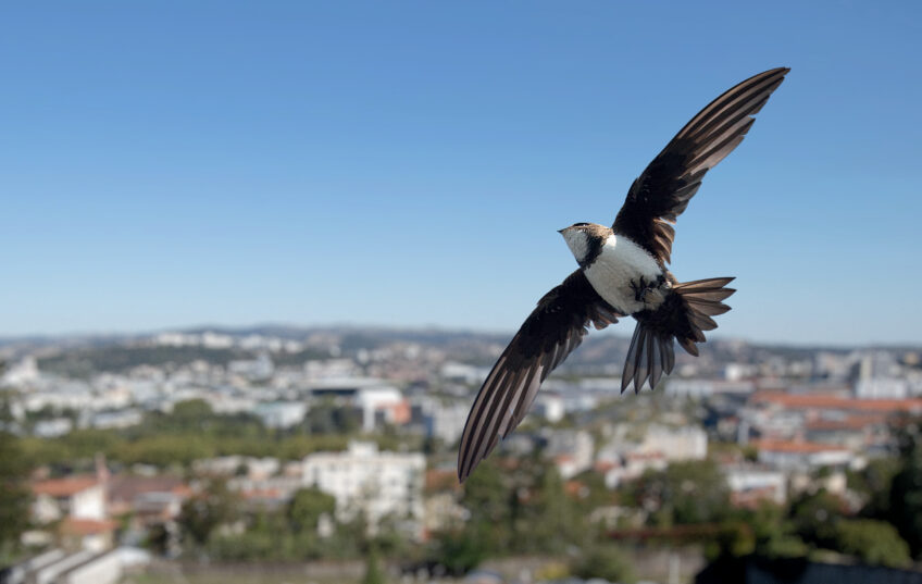 Martinet à ventre blanc, un oiseau passé de la montagne à la ville