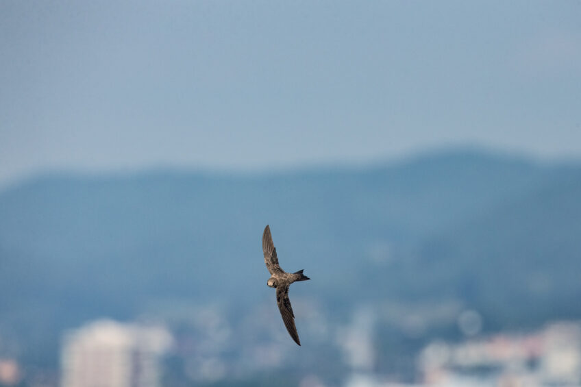 Martinet à ventre blanc, un oiseau passé de la montagne à la ville