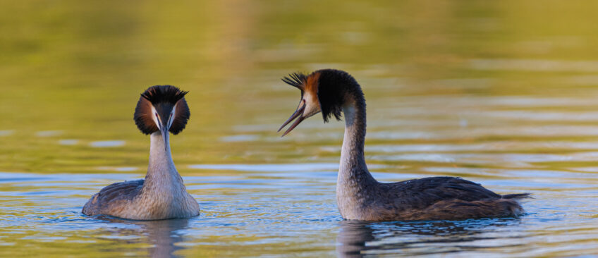 grèbes huppés