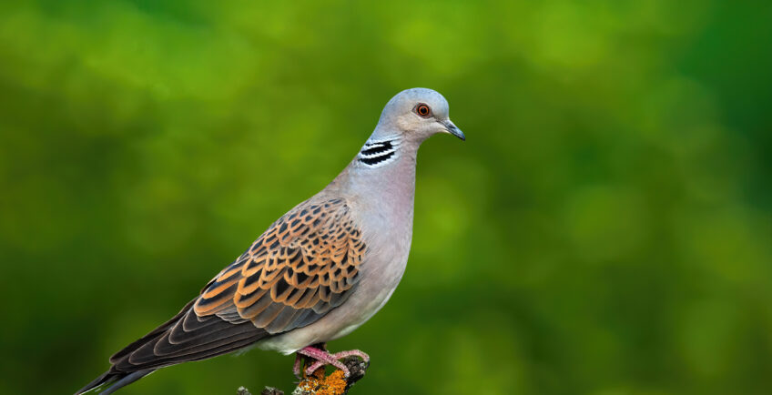 Tourterelle des bois