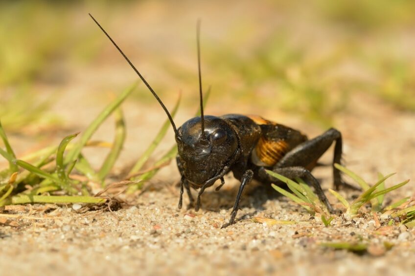 Field cricket - Gryllus campestris on the ground