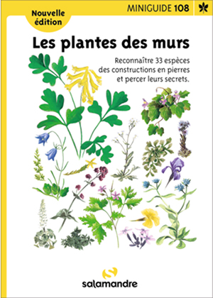 Miniguide 108 Les plantes des murs - La Salamandre