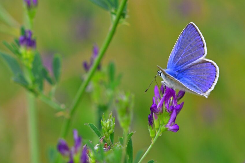 Agir pour la nature au jardin