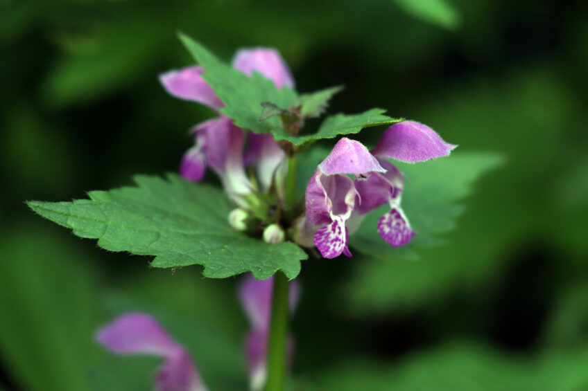 Lamier pourpre ou orchidée ?