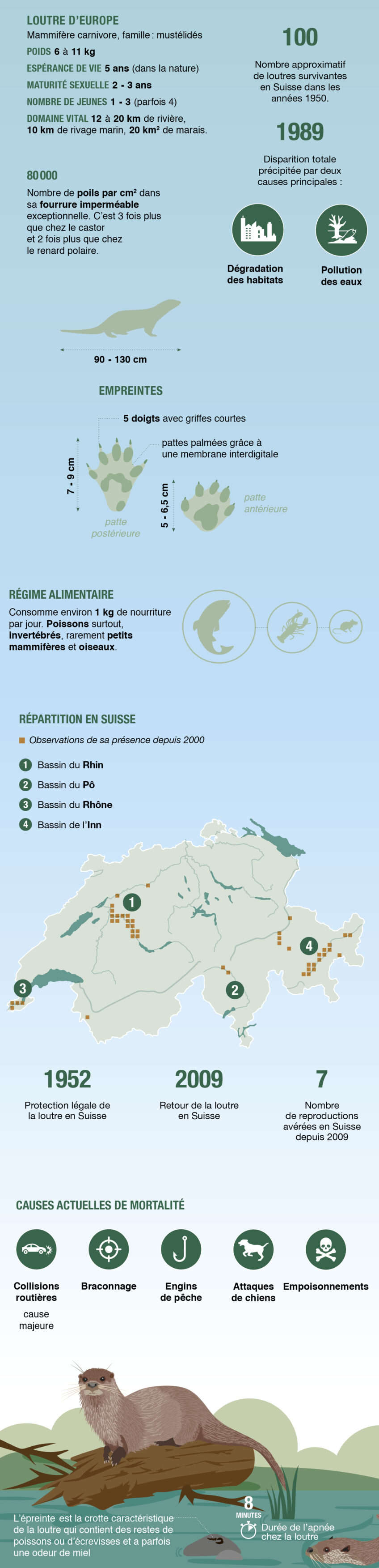 Loutre en Suisse