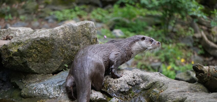 Loutre d'Europe