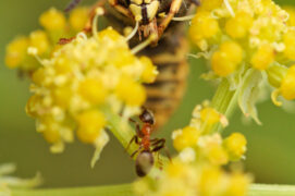 Guepe commune, Vespula vulgaris / © Tristan Vandenberghe