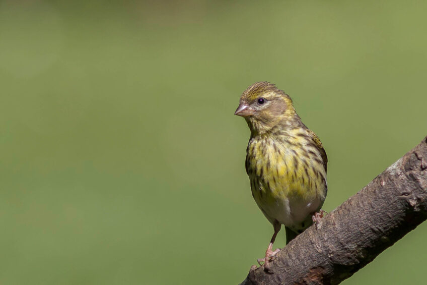 Serin cini