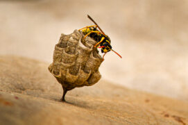 © Sebastien Castagne