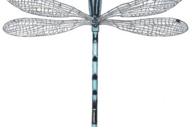 Agrion jouvencelle / © Gaëtan du Chatenet