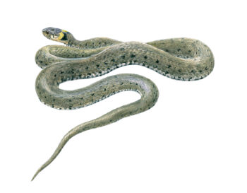 Couleuvre à collier