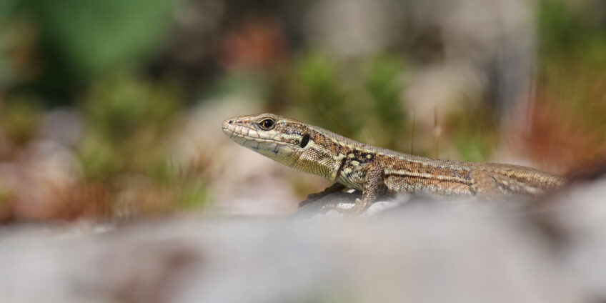 Revue Salamandre 264 Vous avez dit lézard ?