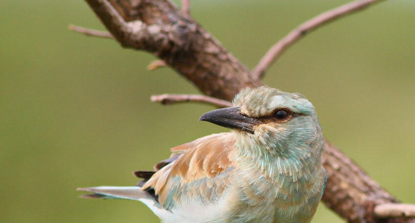Rollier ou guêpier d'Europe