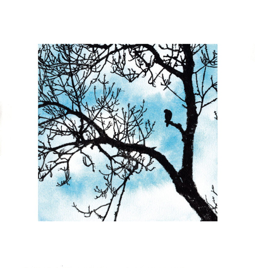 Faucon crécerelle
19 novembre 2020
Aquarelle et encre - papier Arches grain fin, 300g/m² Faucon crécerelle sur un frêne