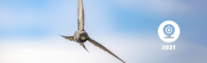 Martinet noir en vol