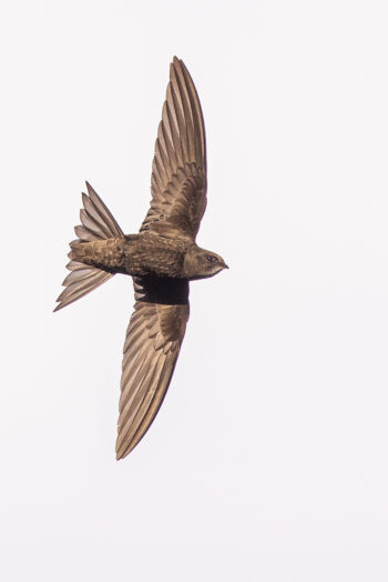 Le martinet noir passe plus de 9 mois par an en vol. martinet noir en vol