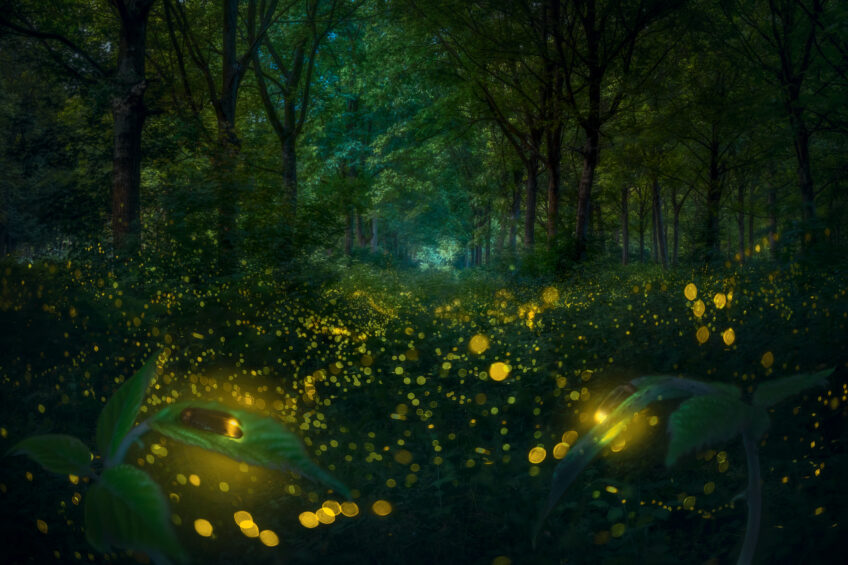 Lucioles