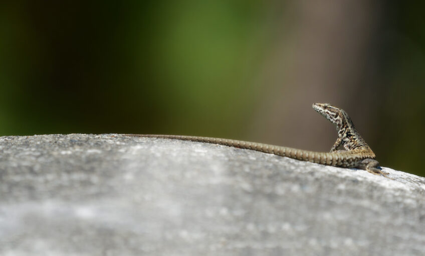 Lézard