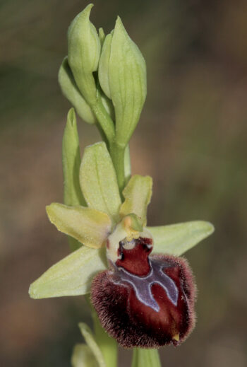 L’ophrys de Provence est protégée  dans la région. L’ophrys de Provence