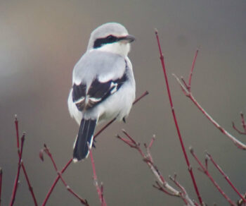 Des arbres pour la pie-grièche grise - La Salamandre