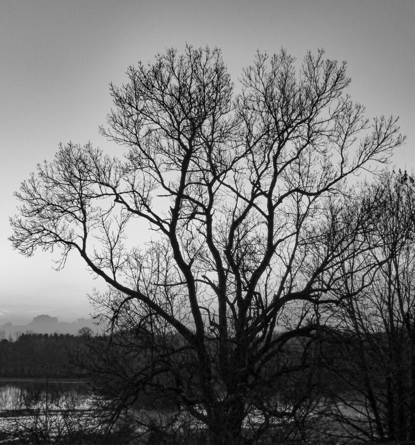 Le grand frêne
29 décembre 2020 à 9 h 37. Le grand frêne