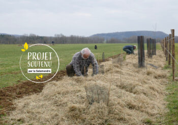 Plantation de haies champêtres en Combe d'Ain, Jura