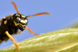 Polistes nimpha  / © Nathan Horrenberger