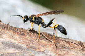 Sceliphron caementarium (Pélopée maçonne)  / © Sophie Giriens