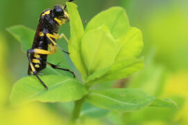 Macrophya montana (Tenthrède rustique)  / © Jean-Philippe Paul