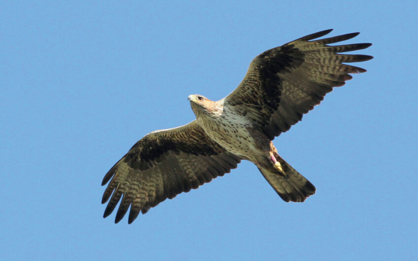 Aigle de Bonelli adulte. Aigle de Bonelli adulte.