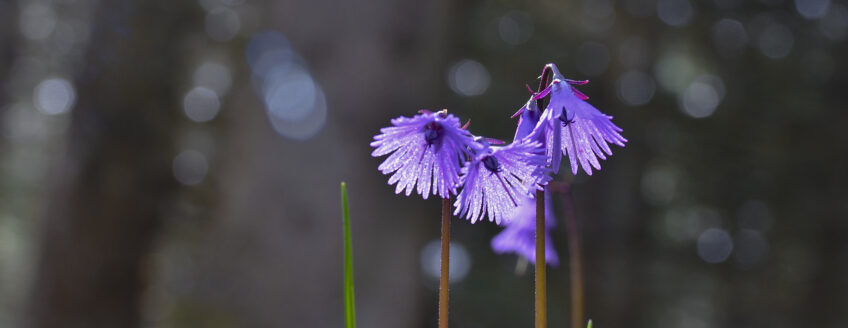Soldanelle fleur de montagne
