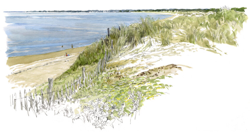 Dune : la vie sauvage les pieds dans le sable en aquarelle
