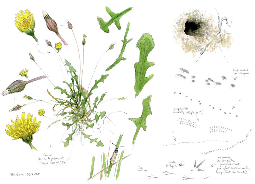 Plantes et insectes de la dune