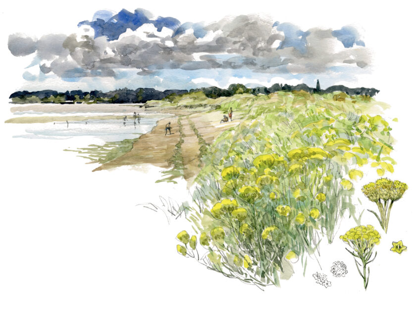 Dune : la vie sauvage les pieds dans le sable en aquarelle