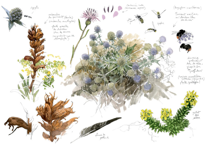 Dune : la vie sauvage les pieds dans le sable en aquarelle