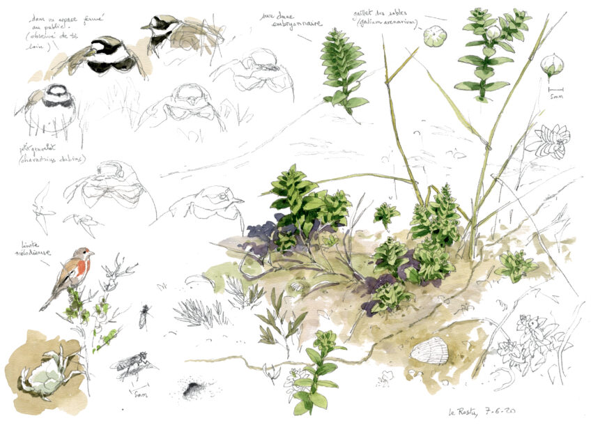 Plantes et oiseaux de la dune