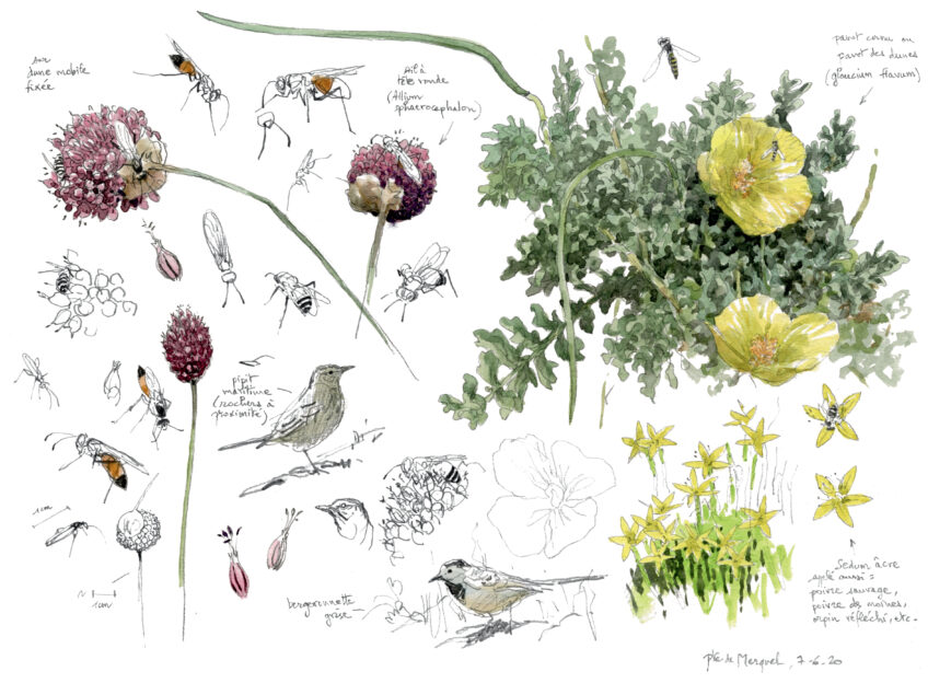 Plantes oiseaux et insectes de la dune