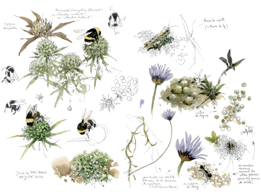 Plantes et insectes de la dune