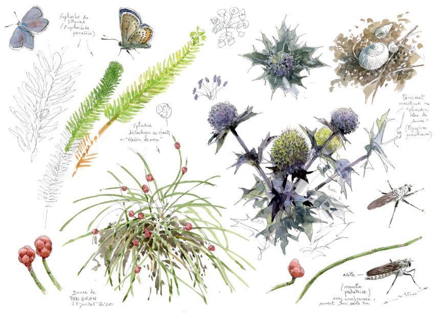 Plantes et insectes de la dune