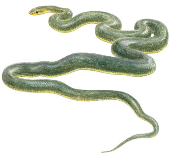 Couleuvre d'esculape