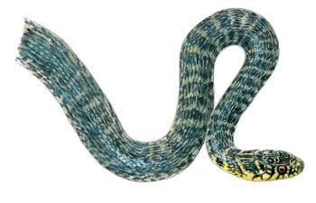 couleuvre verte et jaune