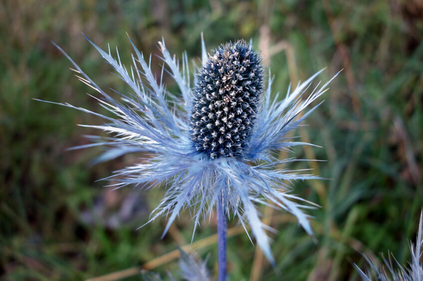 De la famille des apiacées, le panicaut des Alpes
apprécie les pentes rocheuses fraîches et ensoleillées. panicaut des Alpes