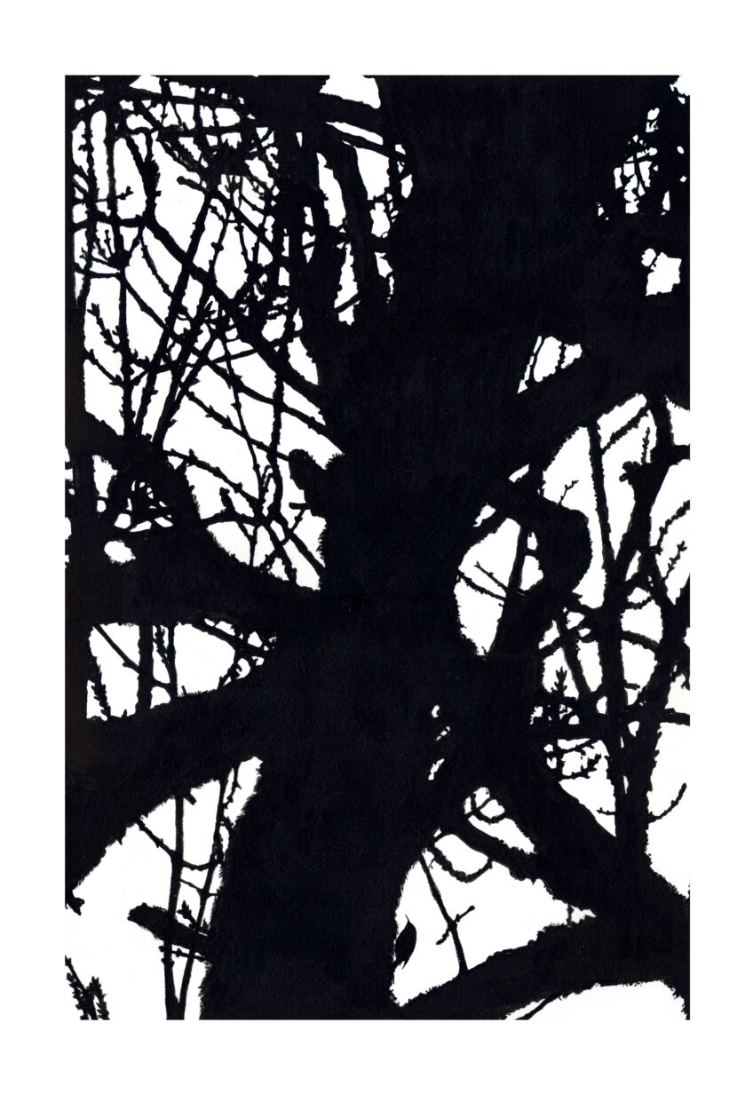 Grimpereau des jardins
27 novembre 2020
Marqueur et stylo - papier Arches grain fin, 300g/m² Grimpereau des jardins dans un frêne