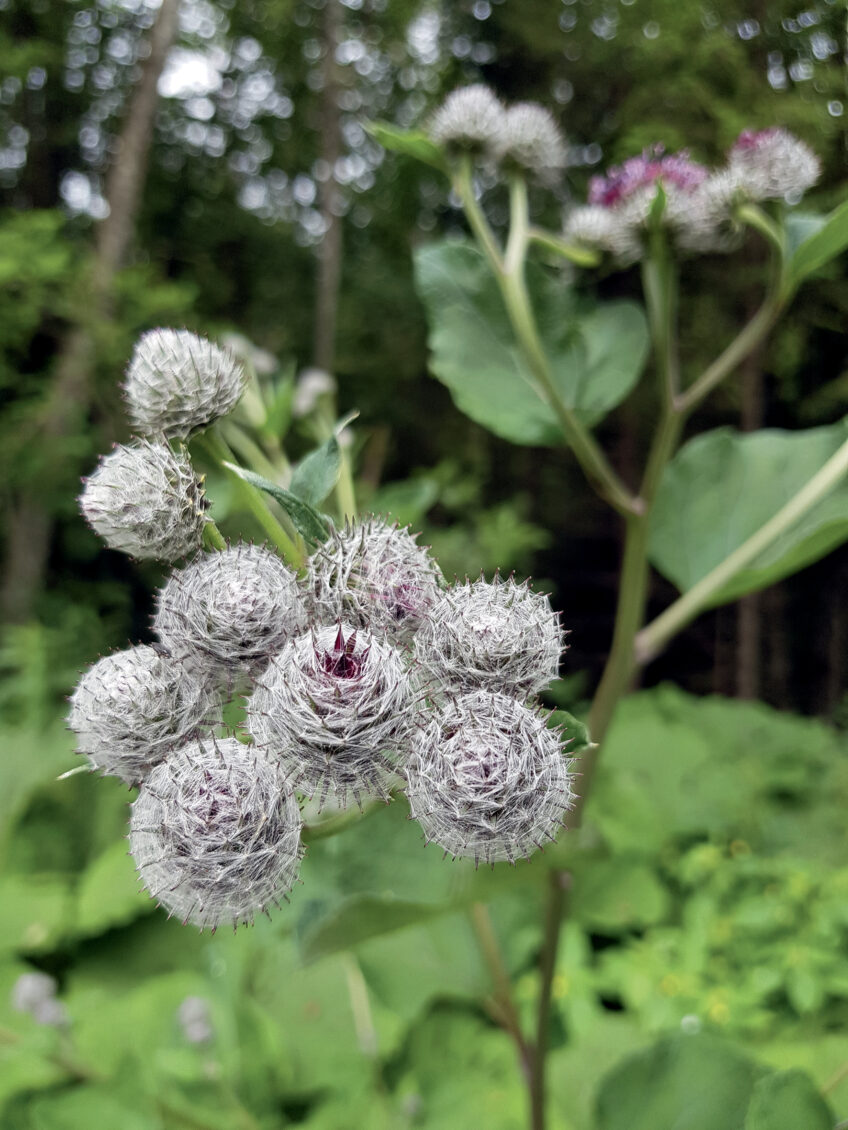 La bardane tomenteuse se plaît dans les fonds de vallon. Bardane tomenteuse