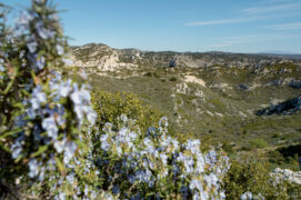 La garrigue en fleurs, domaine vital des aigles de Bonelli. / © Benoît Demarle
