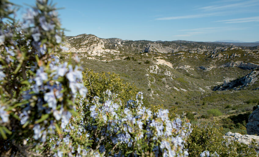 La garrigue en fleurs, domaine vital des aigles de Bonelli. La garrigue en fleurs, domaine vital des aigles de Bonelli.