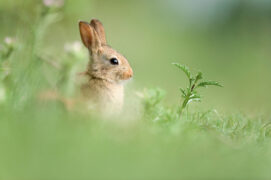 Lapin de garenne. / © Frédéric Larrey & Thomas Roger / Biosphoto