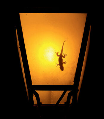 Tarente de maurétanie