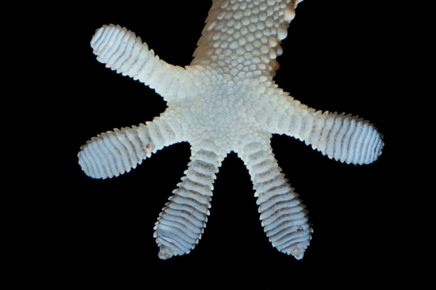 Patte de gecko